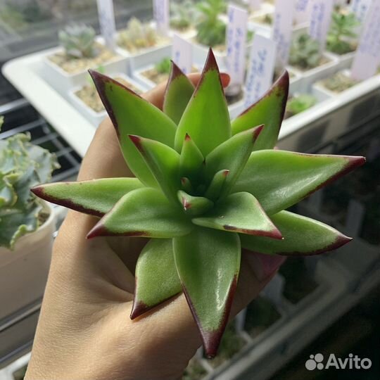 Echeveria agavoides 'Lip Stick'