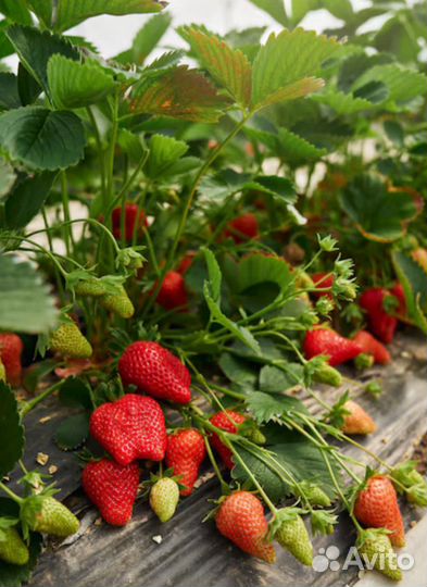 Саженцы ремонтантной клубники Мурано