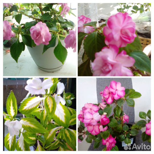 Хризантемы, Бальзамины,Строманта