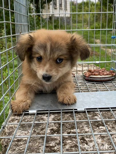 Щенки в добрые руки