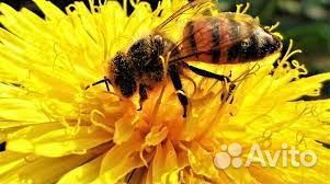 Пчелопакеты