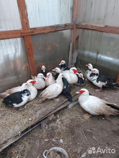 Мускусные утки