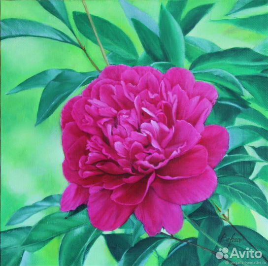 Пионы саженцы корни