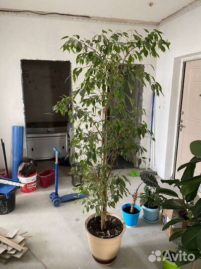 Фикус бенджамина большой