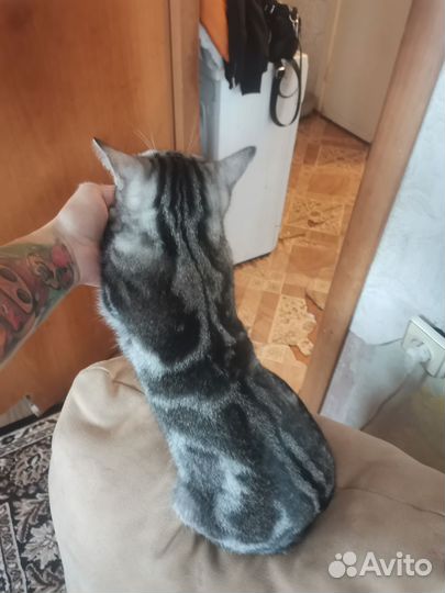 Кошка для вязки