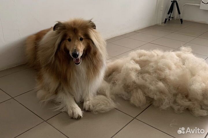 Пух собаки колли