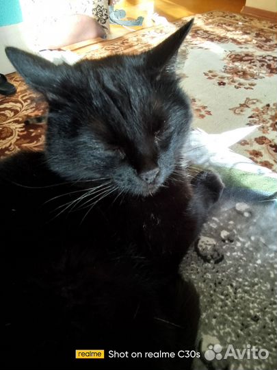 Кошка