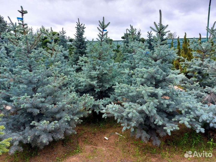 Ель голубая Эдит