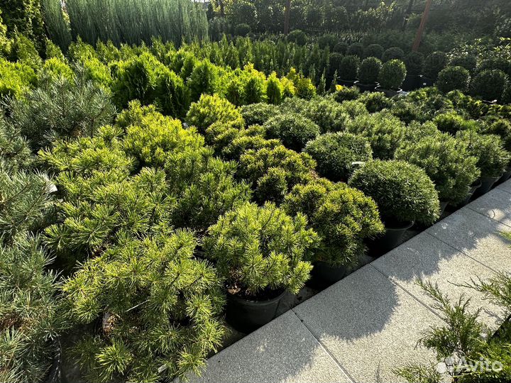 Сосна горная