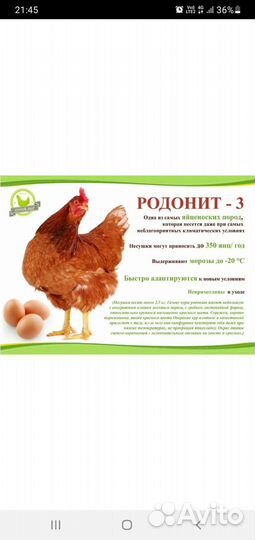 Курочки молодки родонит