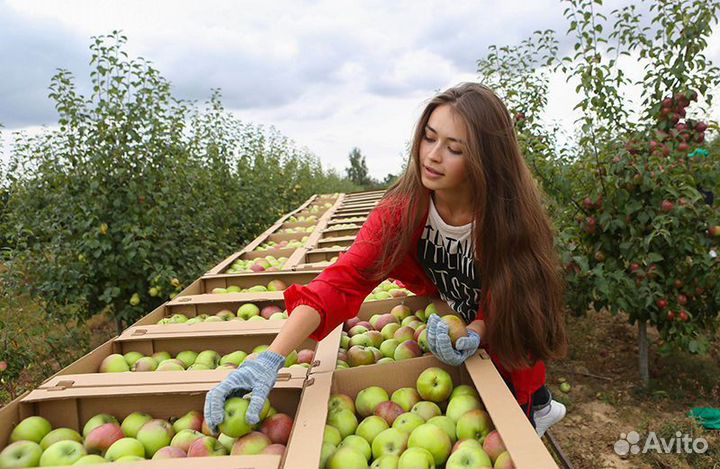Сборщик яблок в Сад / Вахта + проживание