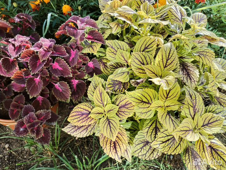 Колеусы вегетативные