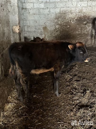 Бычки и Телка на мясо
