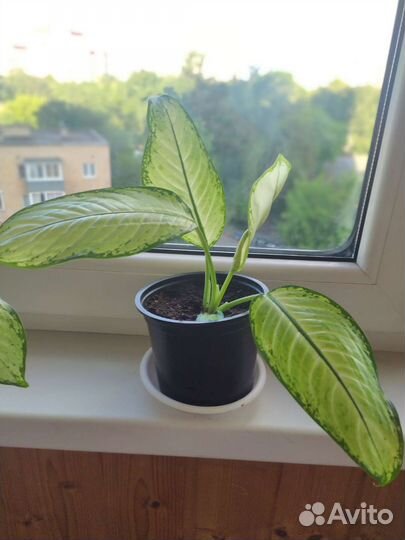 Диффенбахия