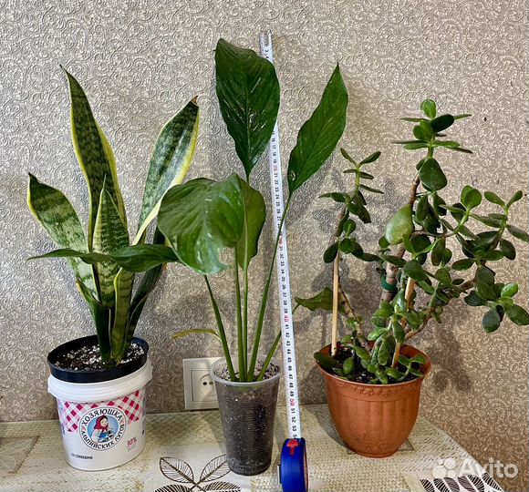 Комнатные растения цветы