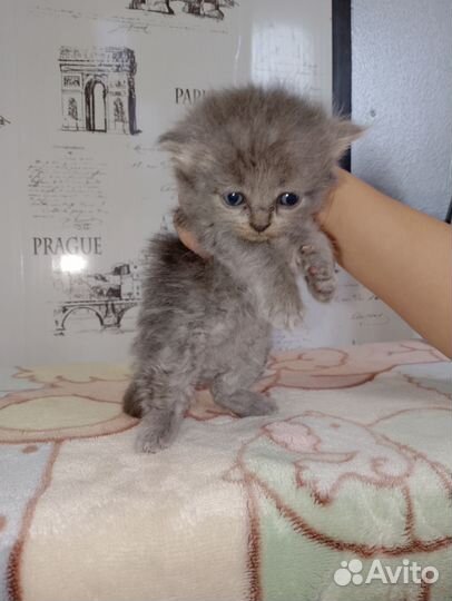 Котёнок британский