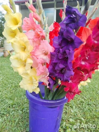 Гладиолусы