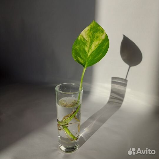 Сциндапсус золотистый