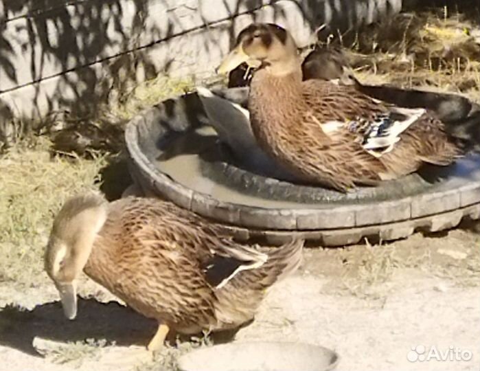 Мускусные утки, петушки