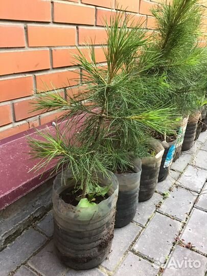 Кедр сибирский, саженцы, 8 лет