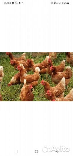 Куры молодки несушки