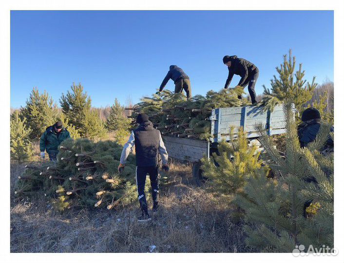 Сосна Рождественская