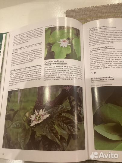Комнатные растения Энциклопедия