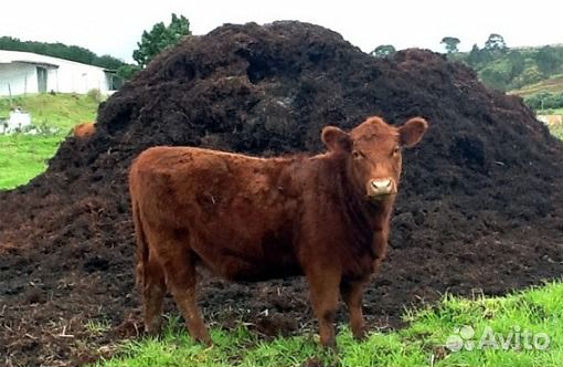 Навоз перегной коровяк удобрения