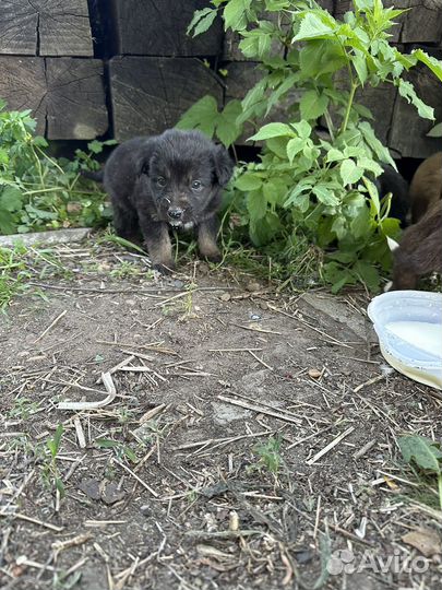 Щенята в добрые руки