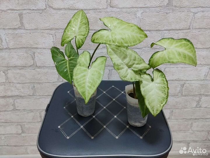 Сингониумы