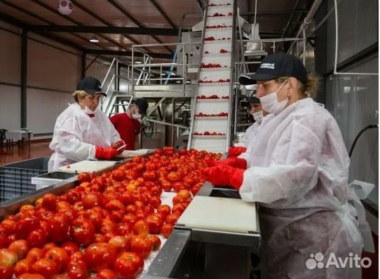 Упаковщики на склад овощей вахта