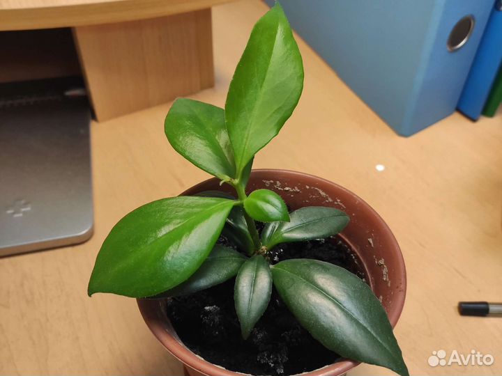 Комнатные цветы