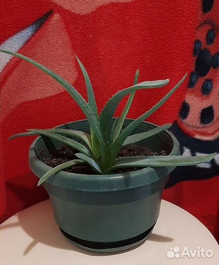 Алоэ-вера с горшком, 2х летний