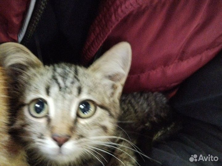 Котята в добрые руки бесплатно