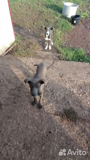 Собака в добрые руки