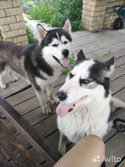 Продажа щенков хаски