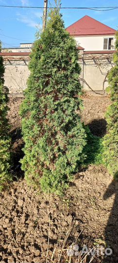 Туи колоновидные