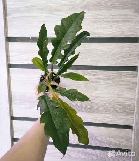 Филодендрон карамель