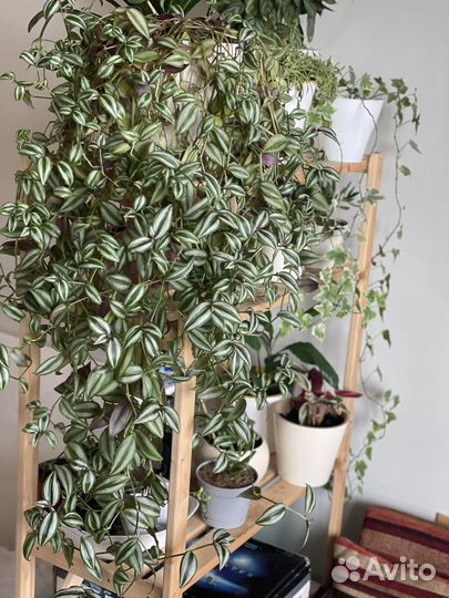 Взрослые растения традесканция 1м 2 м