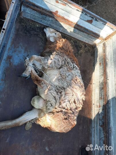 Курдючный баран эдильбаевской породы