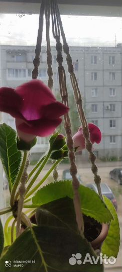 Цветы глоксиния