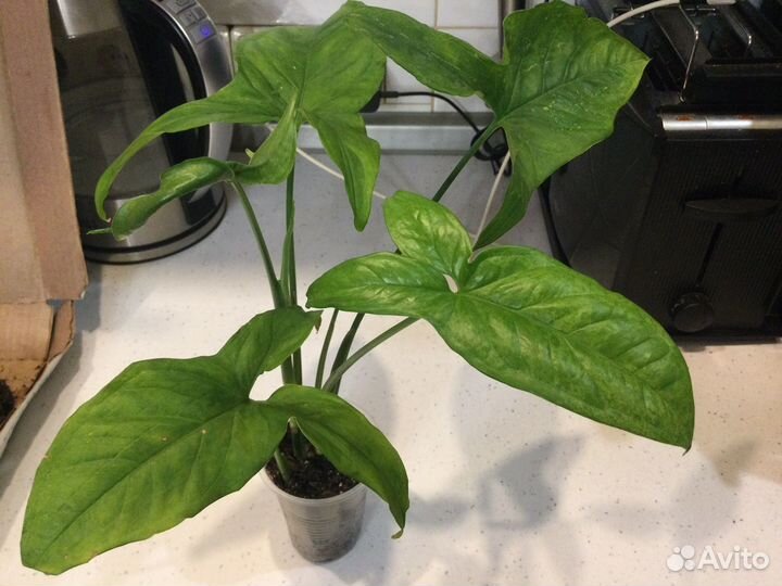 Комнатные растения