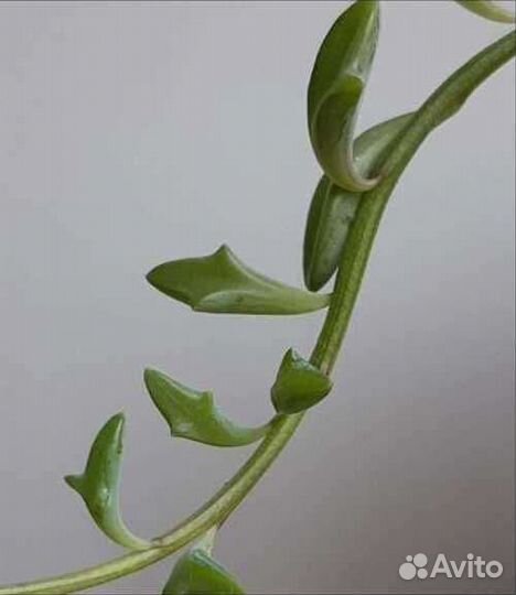 Суккуленты почтой часть 3 из 9