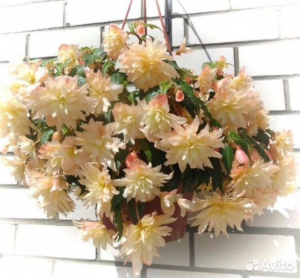 Бегония вечноцветущая и бегония беллекония