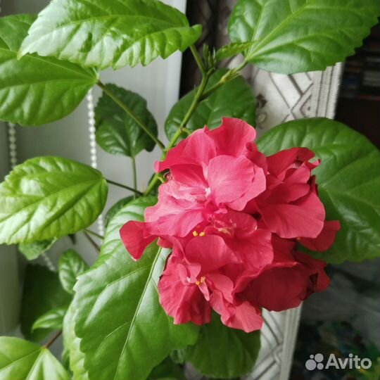 Гибискус(китайская роза)