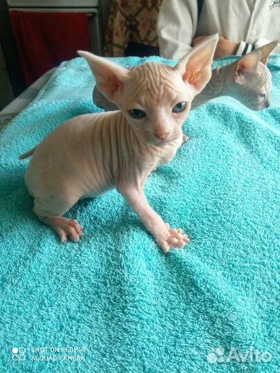 Канадский сфинкс котенок