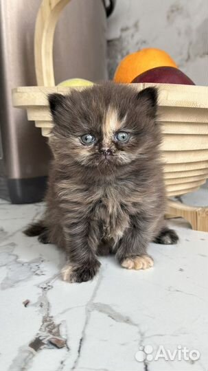 Кошка британская