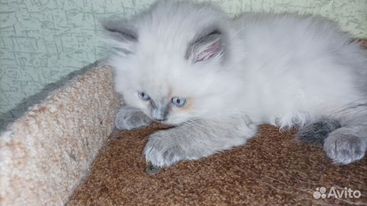 Шотландские кошки