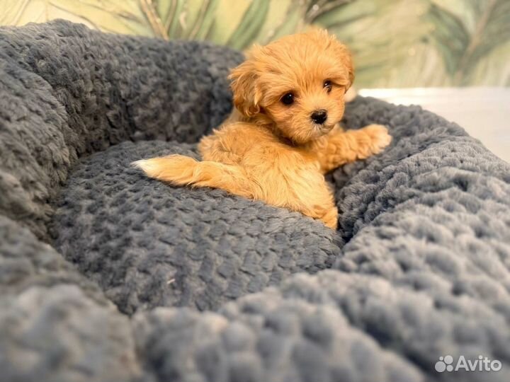 Мальтипу мини мальчик