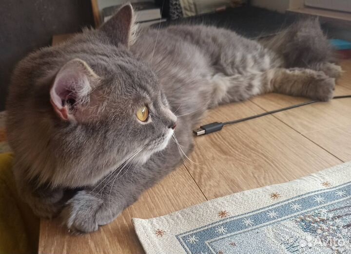 Сибирский котик